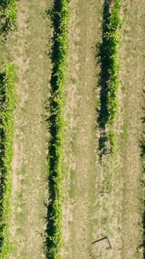 Vertical Video of Vineyards Aerial View