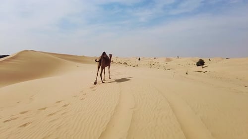 Camel Walking Away in the Desert