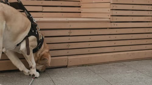 Dog Sniffs Cane While Owner Sits on Bench