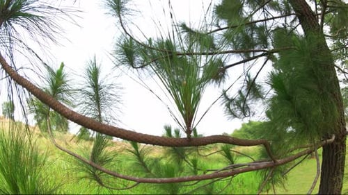 close-up of spruce leaves growing on a tree branch