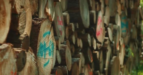 Vue détaillée des cernes d'arbres sur des troncs abattus dans une clairière ensoleillée montrant la récolte du bois