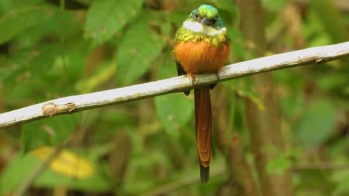 Vibrant Rufous-tailed Jacamar perched on a branch in a lush green habitat