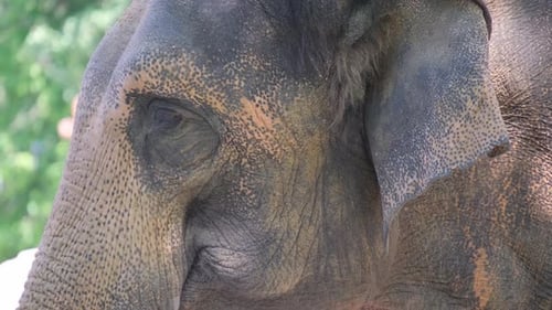 Close-Up of Asian Elephant Face in Natural Setting