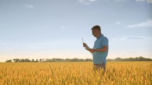 Agronomist Working in Field. Man with Tablet Analyzing Wheat Stalk. Summer Harvest