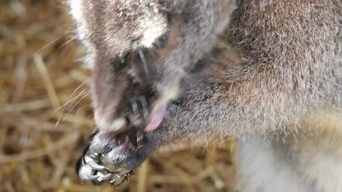 Wallaby reinigt sich selbst in der Sommersonne.