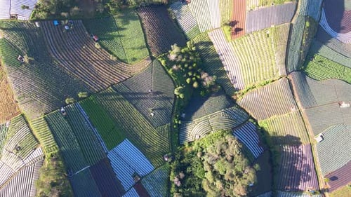 Aerial top down flight over colorful vegetable plantation during sunny day with pattern