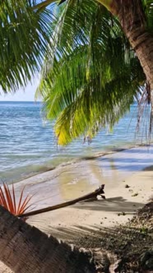 Vertical View of Idyllic Empty Tropical Beach on Island in French Polynesia, Palm Trees, Sand