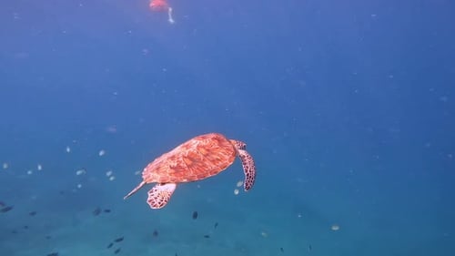 Schildkröte