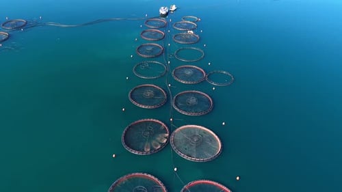 Aerial View of Offshore Fish Farm with Circular Sea Cages in Open Water