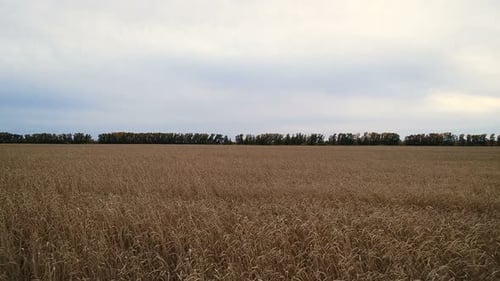 Aerial view of golden wheat field in countryside
