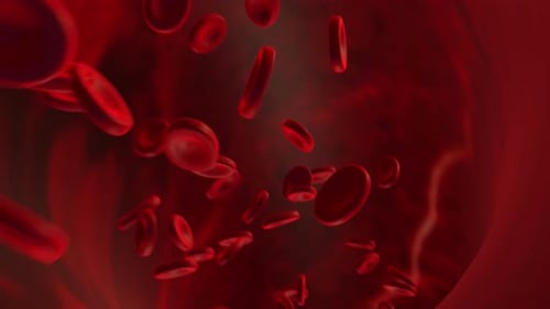 Medical Animation of Red Blood Cells Flowing