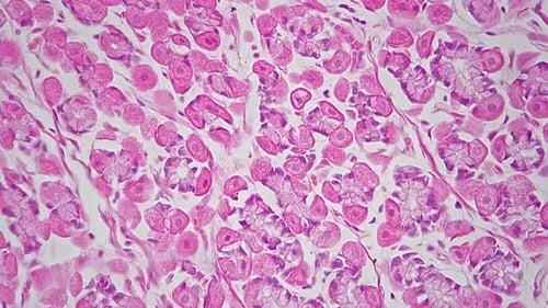 Kidney Tissues in Longitudinal Section Magnified Under Microscope 400x Filmed on Bright Field