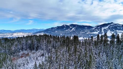 Majestic pine tree woods sprinkled with snow. Spectacular mountains under overcast sky at backdrop.