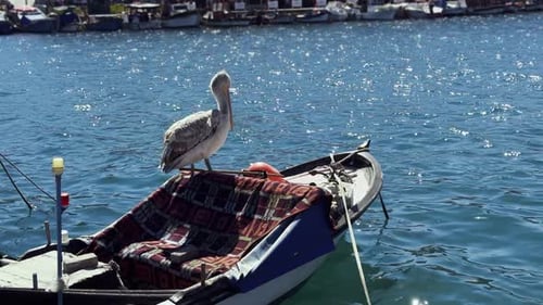 Animal Bird Pelican On Fishing Boat
