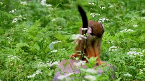 Singe-écureuil commun à la recherche de nourriture