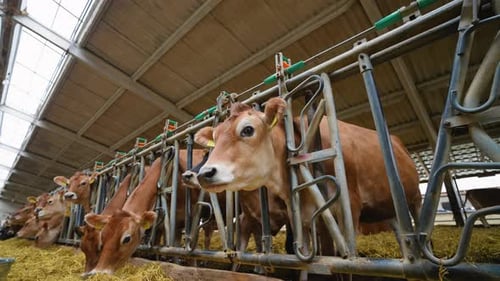 Jersey Cows Feeding in Modern Barn