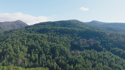 Scenic view of a forested pine fir forest mountain landscape under a clear blue sky aerial drone
