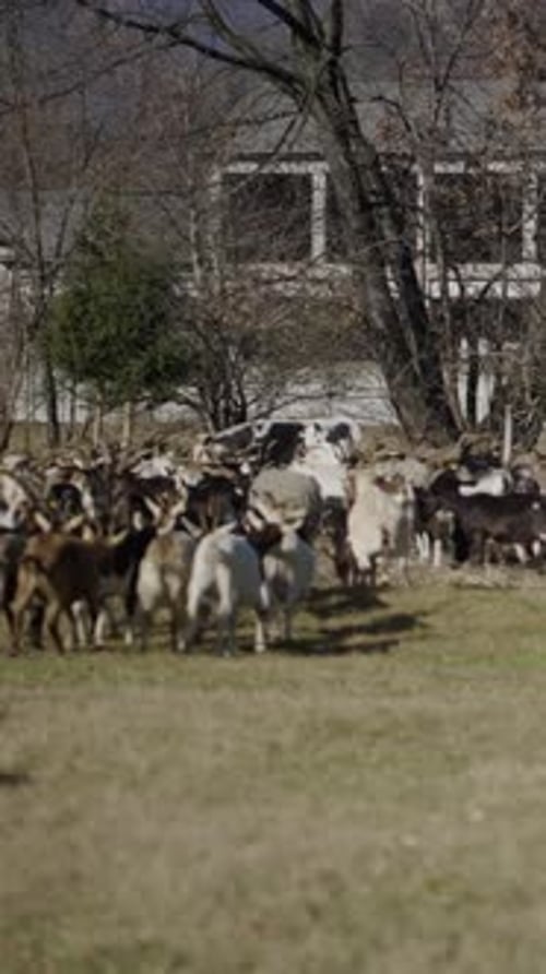 Shepherd Guides Goat Herd Across Grassy Rural Field