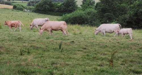 Cows Graze Peacefully in a Green Pasture