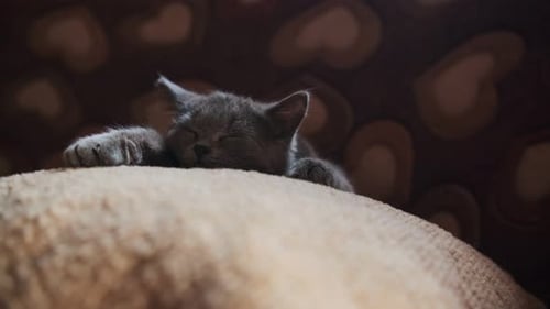 Sleeping Kitten Small Grey Cat Sleeps with Its Head on Pillow