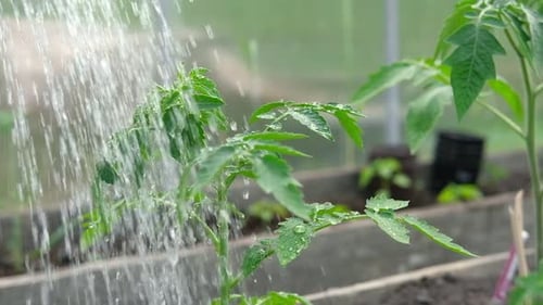 Watering a Vegetable Garden in the Evening at Sunset Water is Pouring Veggie Plants at the Backyard