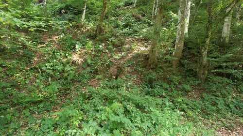 Aerial Beech Trees