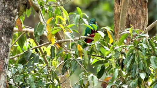 Breathtaking And Beautiful View Of Resplendent Quetzal