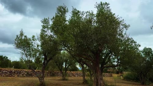 Olive trees.