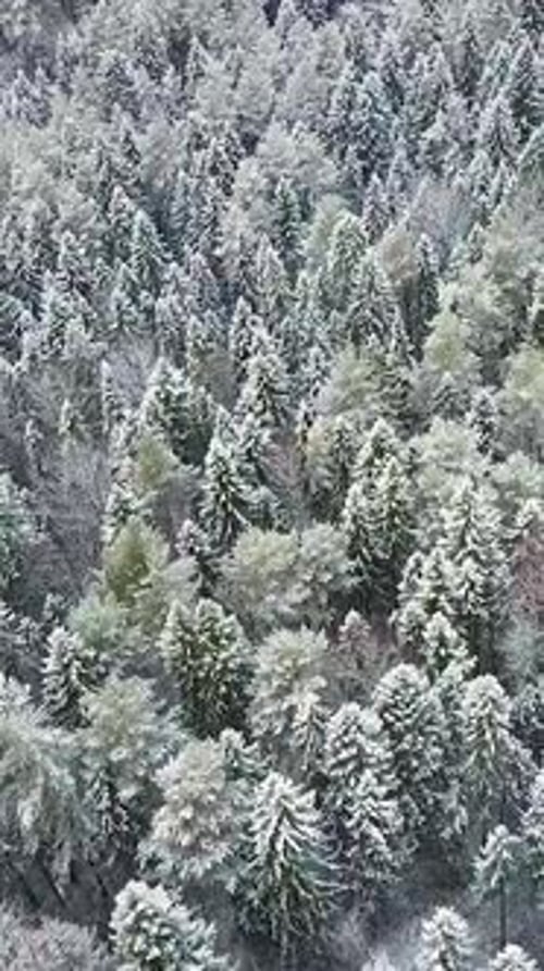 Aerial Flyover Frozen Snowy Spruce Forest