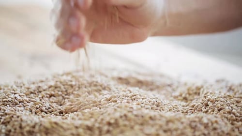 Hand Holding and Releasing Grain Seeds Close Up