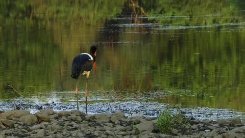 Saddle-billed stork wades slowly through the shallow waters of a lake near the shore, looking for pr