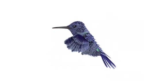 Kolibri