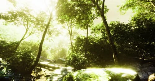 Lush Forest Bathed in Bright Light During Midday with Vibrant Greenery