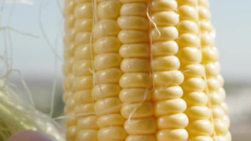 I'm peeling a wet corn cob from green leaves in close-up, slow motion. In the sun.