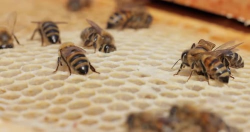 Honigbienen arbeiten an einer Wabennahaufnahme. Bienen sind den Menschen vor allem für ihre Ökologie bekannt