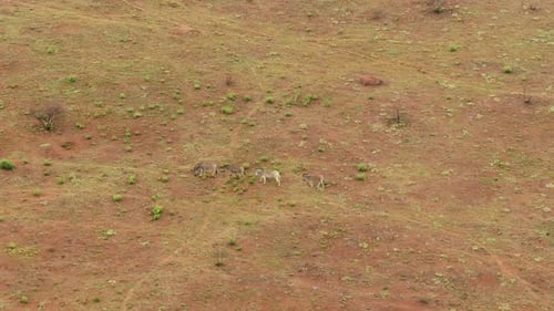 Drone aerial of a Zebra family walking on a winters grass plain in the wild