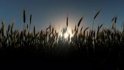 A beautiful shoot of a yellow wheat field moving at golden light sunset on farmland field.