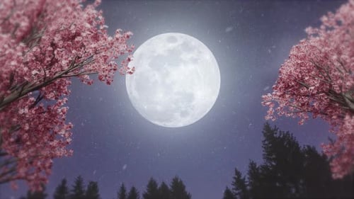 Cherry Blossoms And Full Moon, Japanese Night Scene, Night Sky, Loop Background