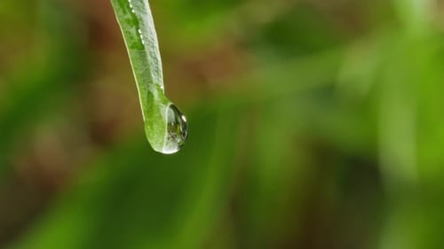 Water Drop on Green Leaf Macro Close Up