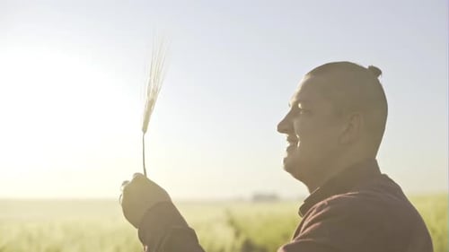 Farmer Inspecting Blade of Rye on Field