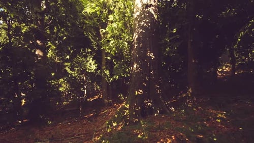 Sunlight Filtering Through Trees in a Lush Forest During a Tranquil Afternoon