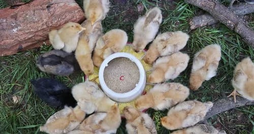 Fluffy Baby Chicks Eating Together Outdoors on Grass