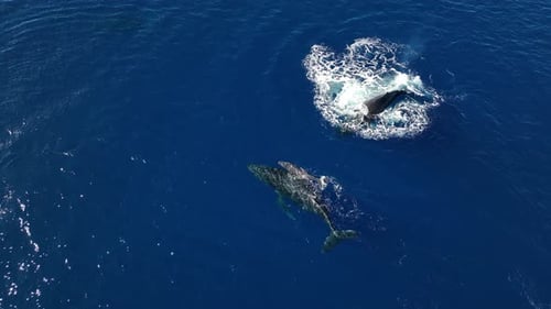 Whale and Calf Swimming Together in Ocean