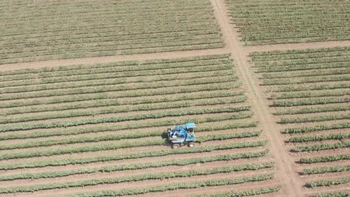Grape harvester shaking and processing rows of Red Grapes in a large Vineyard