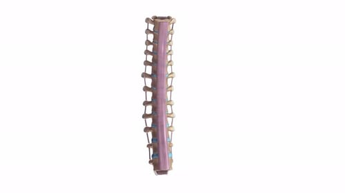 Detailed medical model of human thoracic spine segments