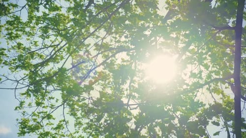 Looking Up to Sunlight Shining Through Bright Green Tree Leaves in Forest