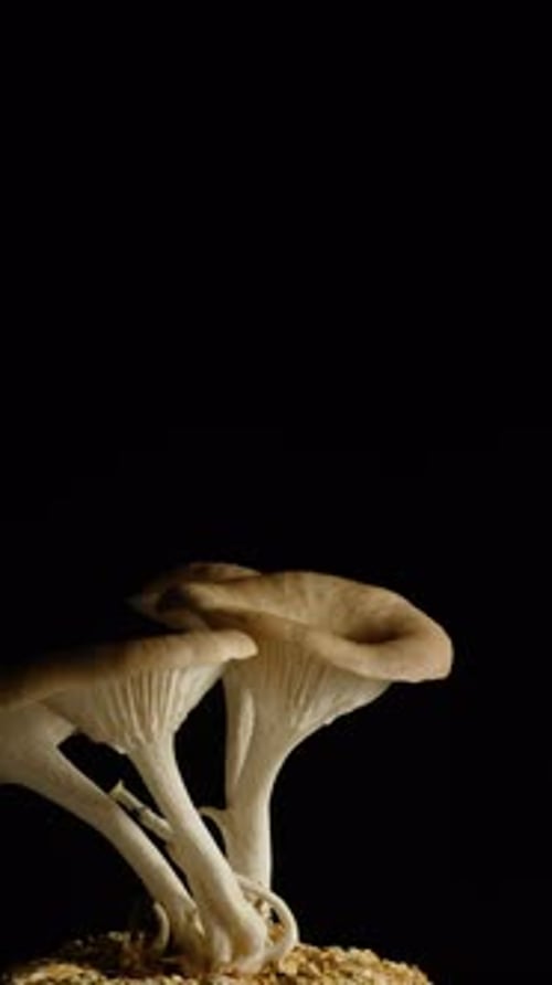 Mushroom sprouting and expanding over time, illustrating natural growth and life cycle.