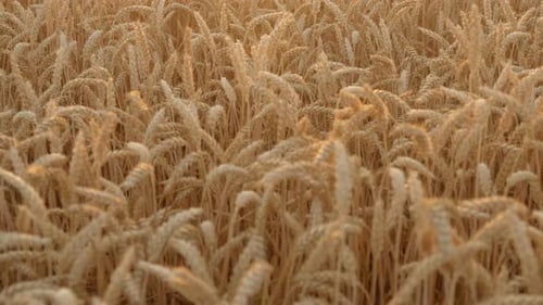 Field of Ripening Wheat at Sunset Spikelets of Wheat with Grain Shakes By Wind Crop Harvest Ripens