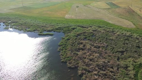 Vue aérienne du lac couvert de roseaux verts