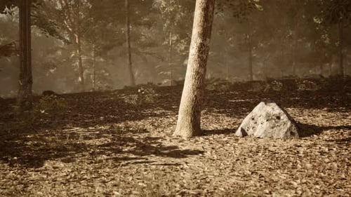 Tranquil Forest Setting with a Large Rock and Tree at Sunset